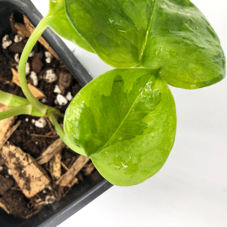 Emerald Pothos Epipremnum Aureum Rare pothos Etsy