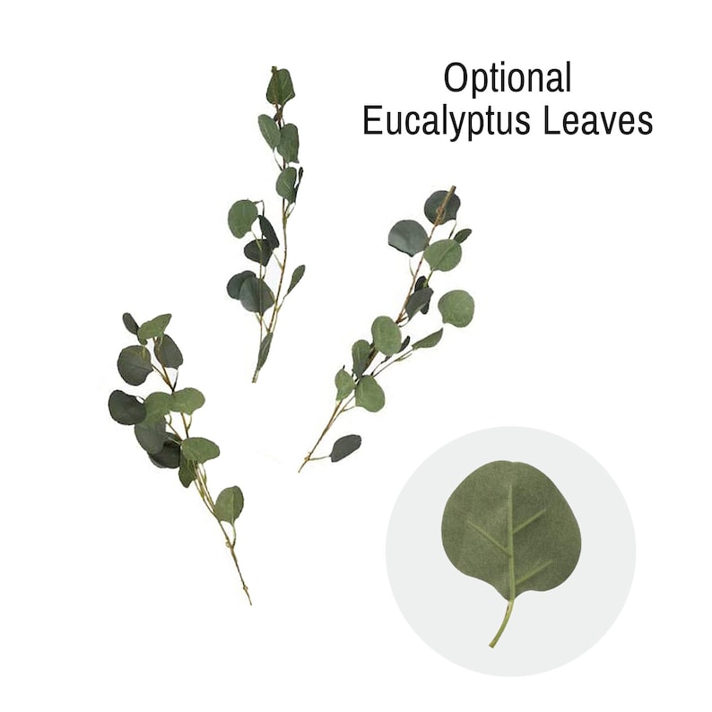 Puede incluir: Tres ramitas de hojas de eucalipto, con una sola hoja aislada sobre un fondo blanco. Hojas de eucalipto opcionales.