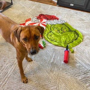 Pu&ograve; includere: Un cane marrone con un collare rosa guarda la telecamera. Il cane &egrave; in piedi su un tappeto bianco con un palloncino Grinch verde e rosso e una pompa dell'aria viola.