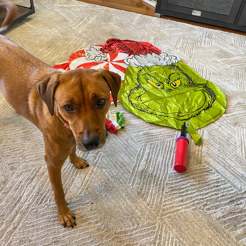 Pu&ograve; includere: Un cane marrone con un collare rosa guarda la telecamera. Il cane &egrave; in piedi su un tappeto bianco con un palloncino Grinch verde e rosso e una pompa dell'aria viola.