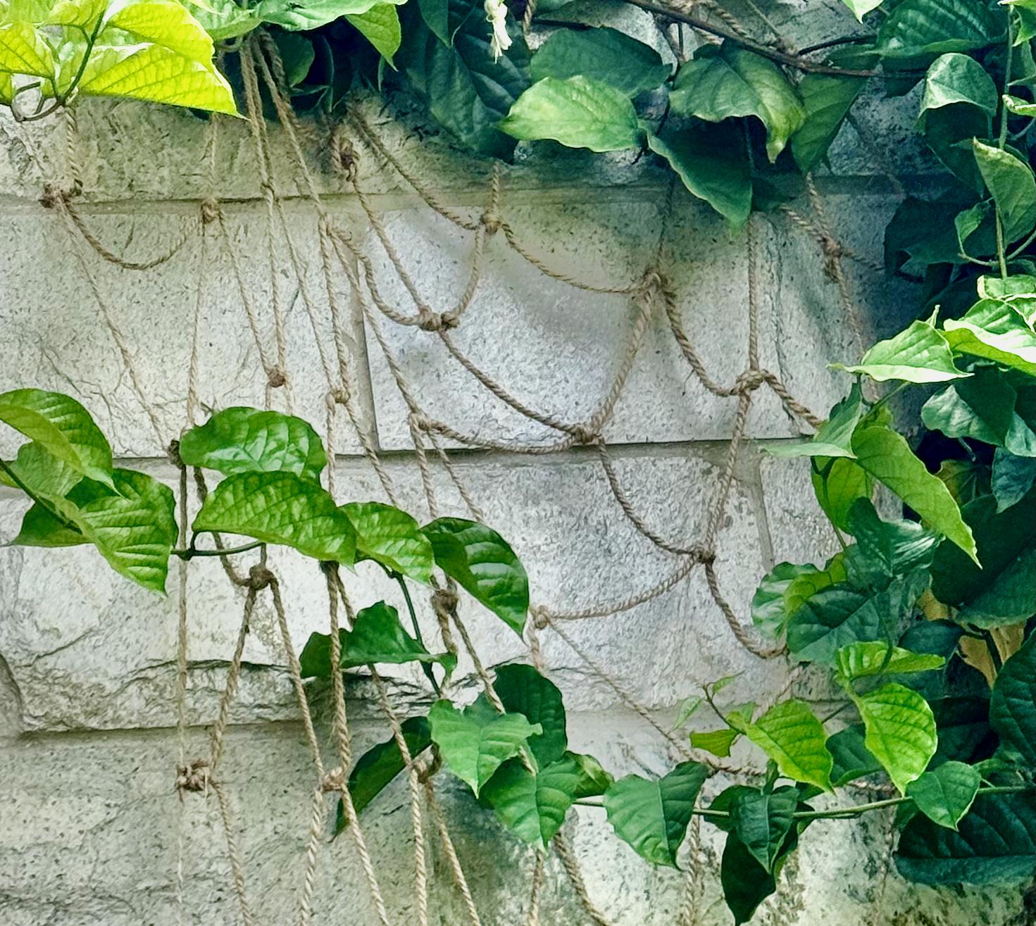 Jute-Ranknetz 2m X 10m - 100% Biologisch Abbaubar, Natürliche Rankhilfe Für Pflanzen