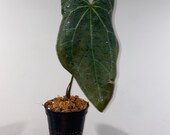Ace of Spades Malachite Anthurium