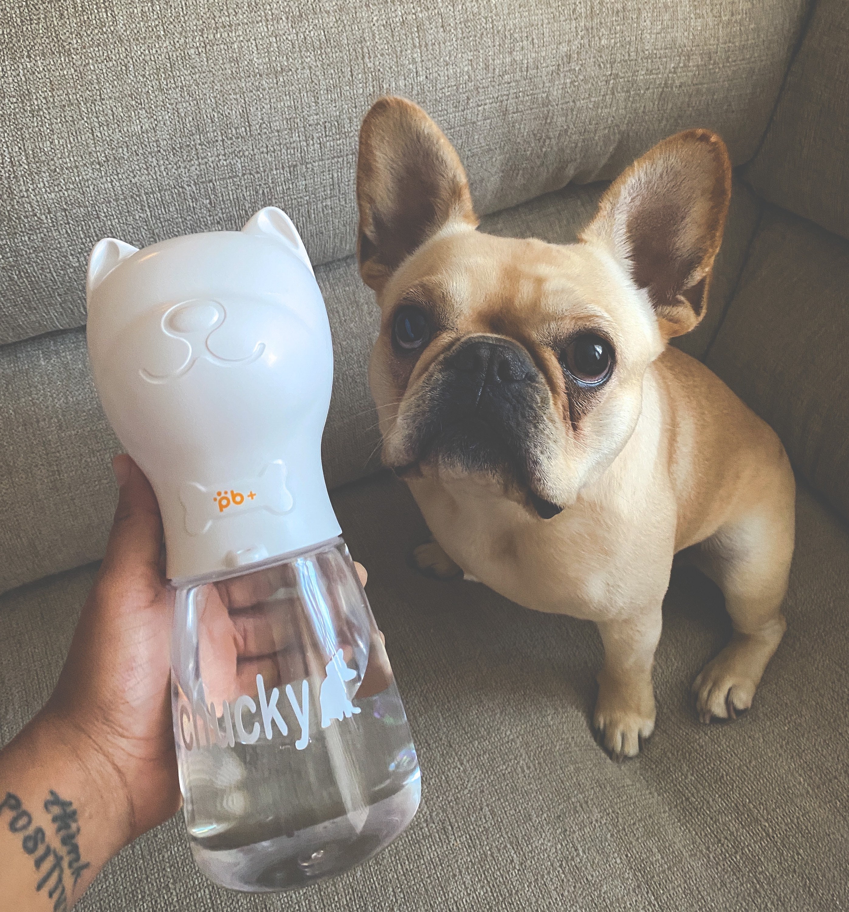 Personalized Dog Water Bottle 480 ML Portable Pet Water Etsy