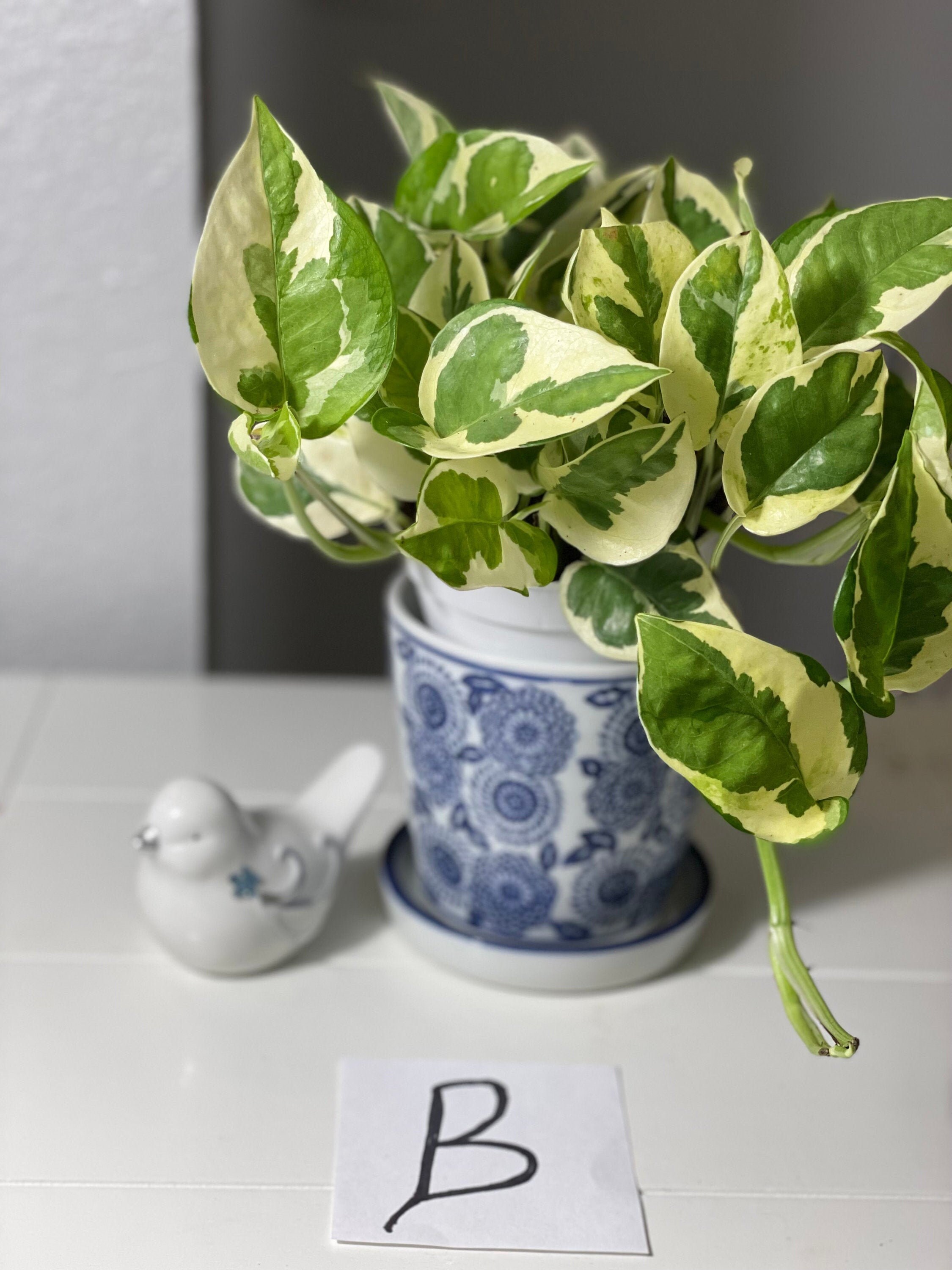 Houseplants Etsy