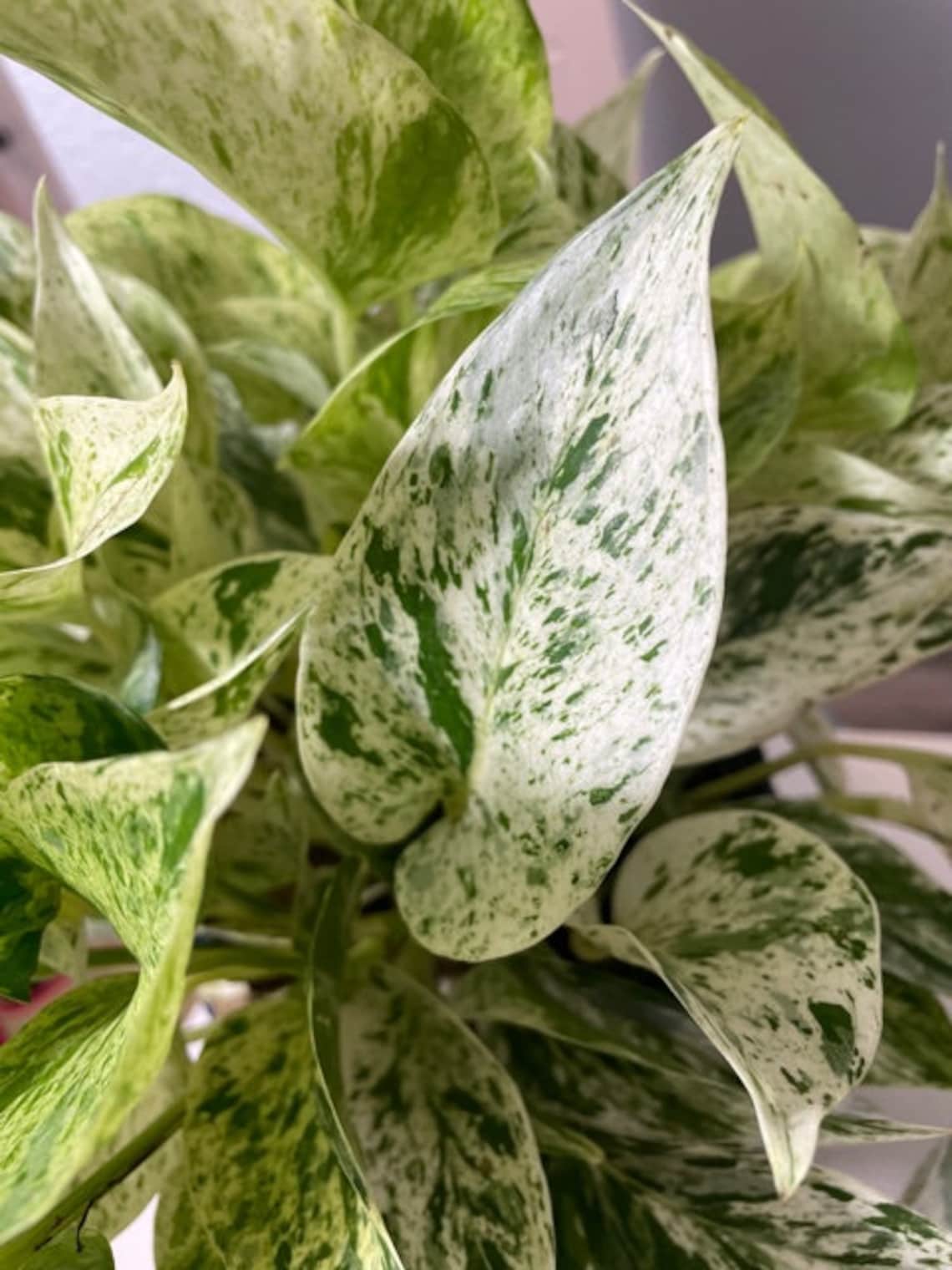 6 FULL Snow White Queen Pothos Live House Plant Actual Etsy