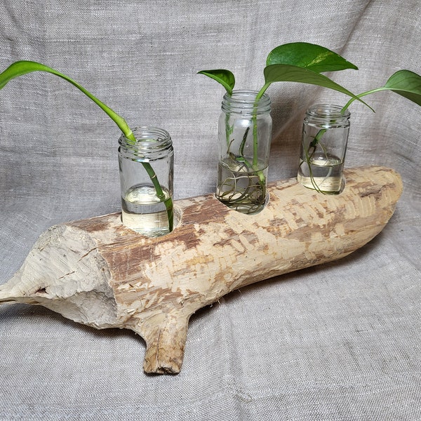 Beaver Chewed Driftwood Display, Beaver Designed Propagation Station, Handcrafted Nautical Gift from Lake Ontario shores, Great Lakes