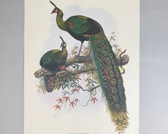 Pavo Muticus Green Peacock Bird Large Art Print 22"x 17" Natural History