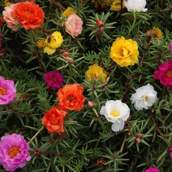 Portulaca Grandiflora Mix Moss Rose Seeds 0 Count Usa Grown Etsy