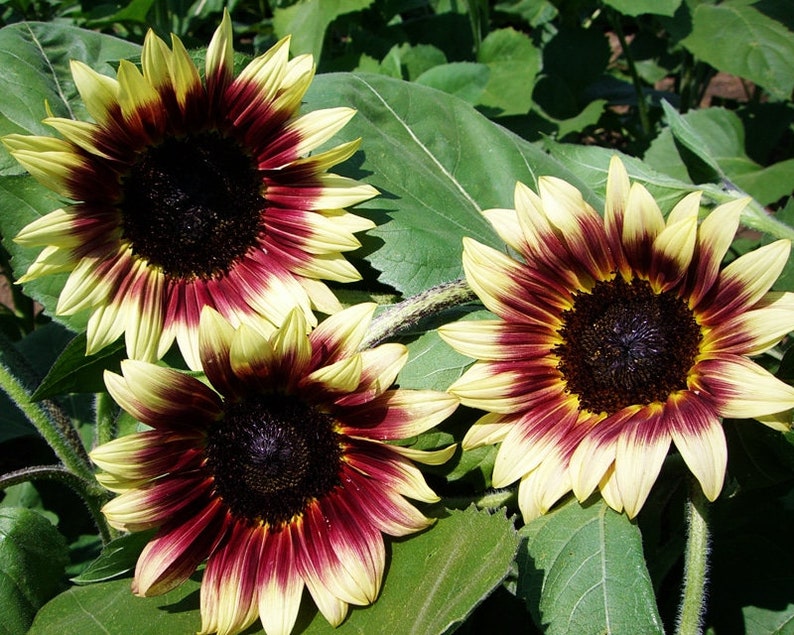 Ruby Eclipse Sunflower Seeds 10 per Pack Ships Within 48 - Etsy