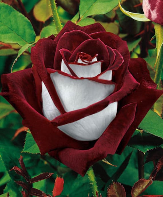 Amazing white blood rose flower 10 seeds per pack Etsy