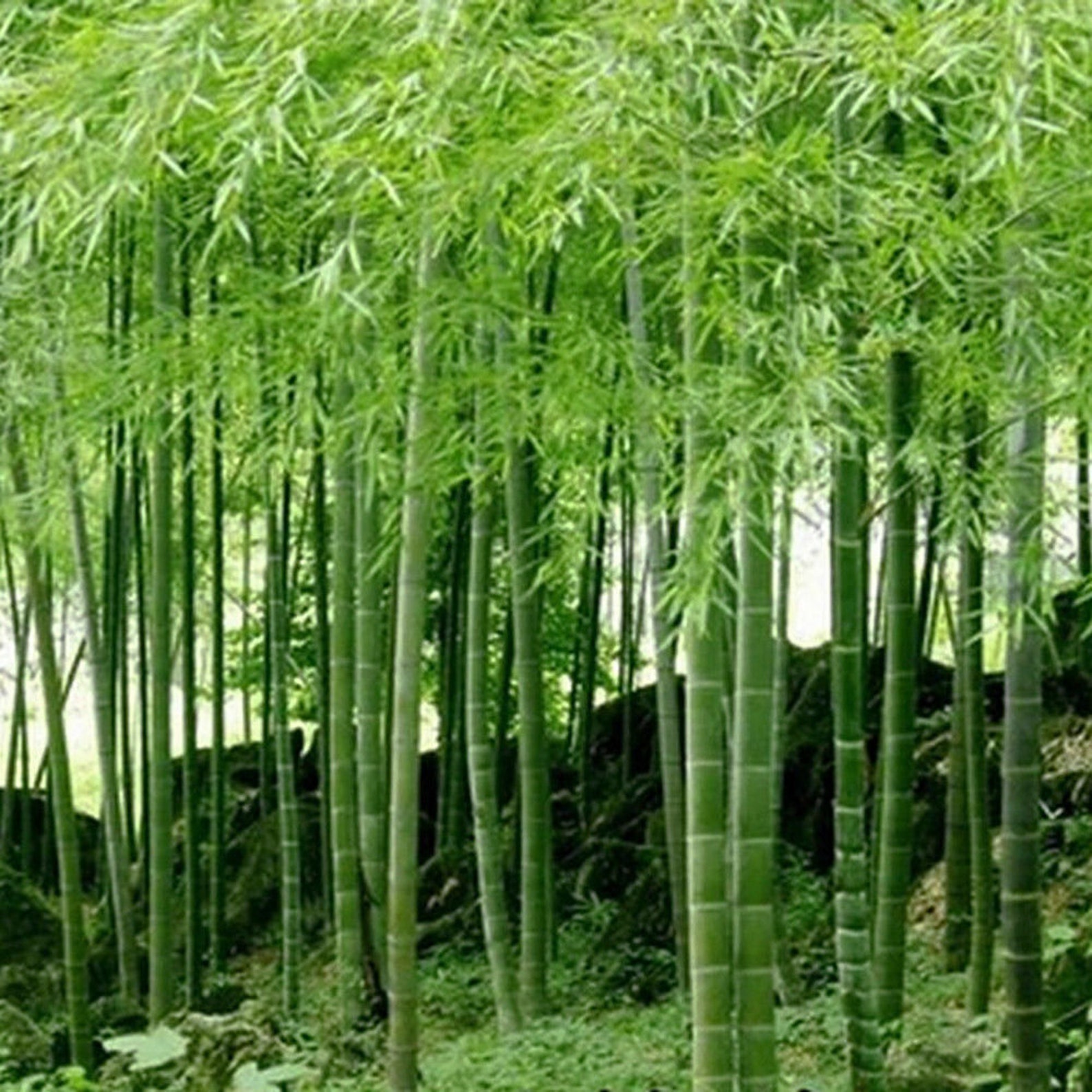 Бамбук это растение. Бамбук листоколосник. Phyllostachys Moso. Phyllostachys pubescens. Бамбук Филлостахис.