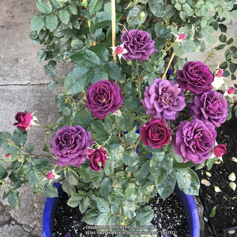 Ebb Tide Floribunda Rose Bush 10 Seeds per Pack ships Within Etsy