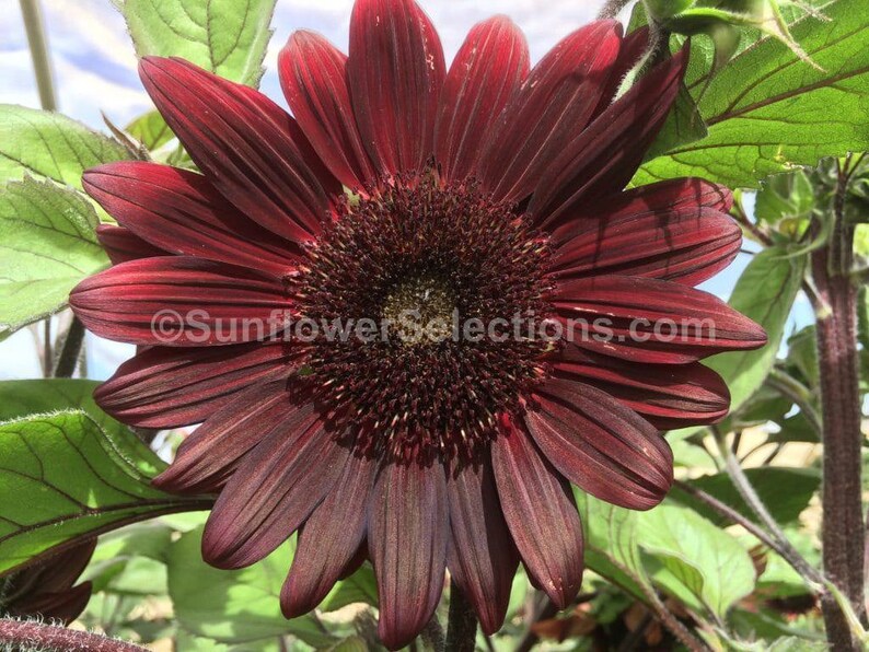 Black Beauty Sunflower Seeds 10 per Pack USA Grown and Shipped Etsy