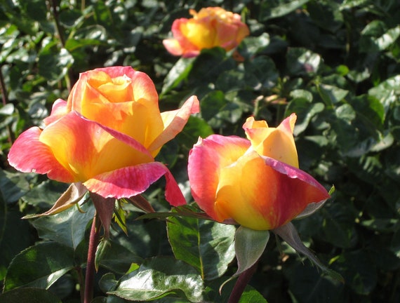 Two Peace Roses Love And Peace Rose