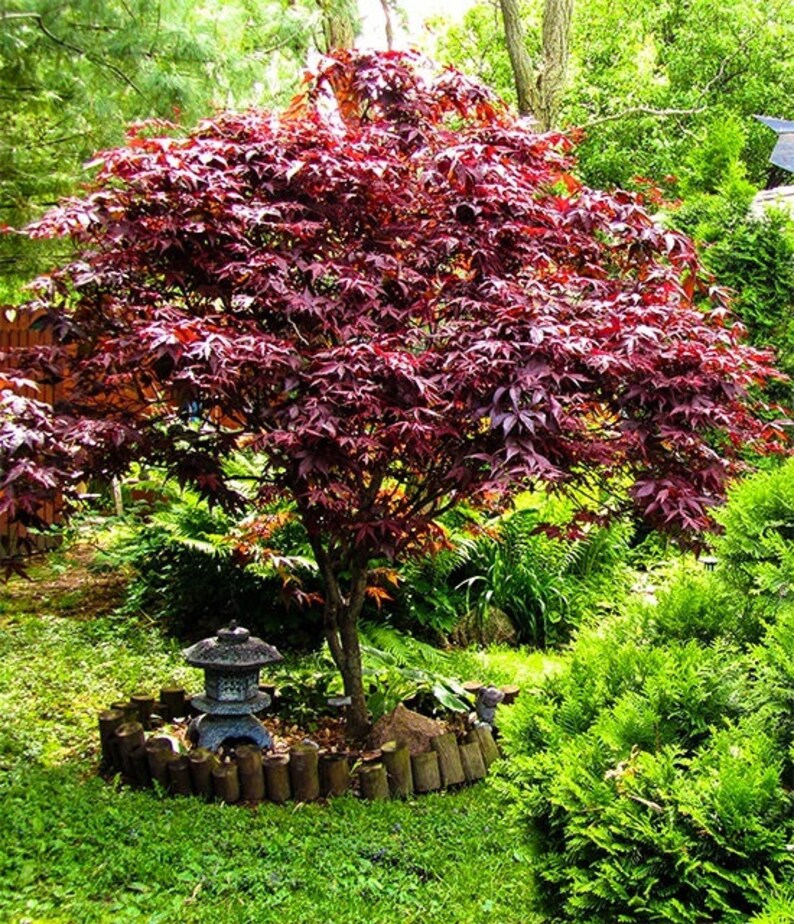 bloodgood japanese maple seeds bloodgood japanese maple seeds