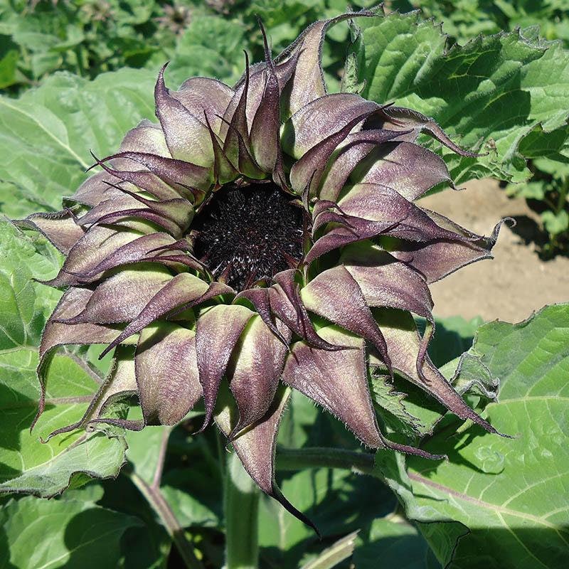 Unique Purple Sunflower Seeds 10 per Pack USA Grown and Etsy Australia