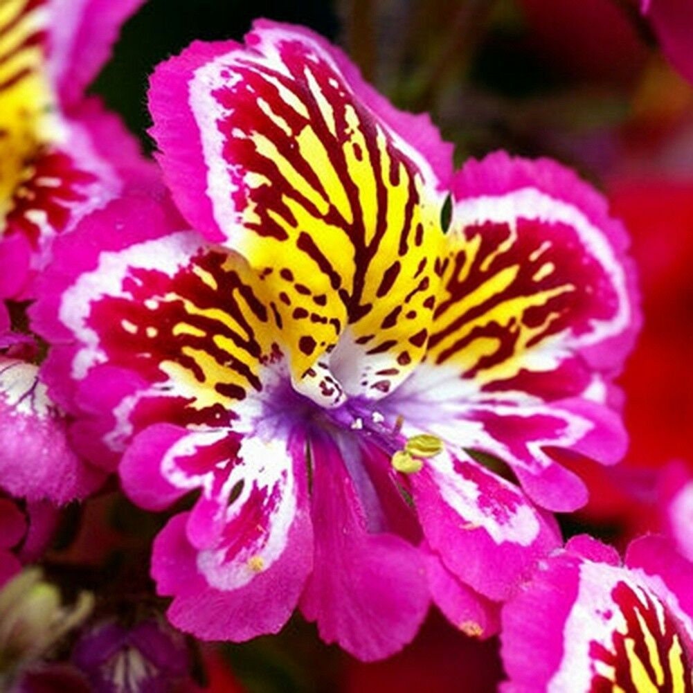 Butterfly flower ~~Angel Wings~~~ 20+ seeds  pack~~~~
