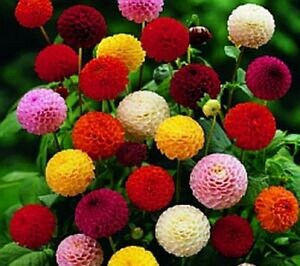 PomPom rainbow mix zinnia seeds 10 per pack USA  ships within 48 hrs
