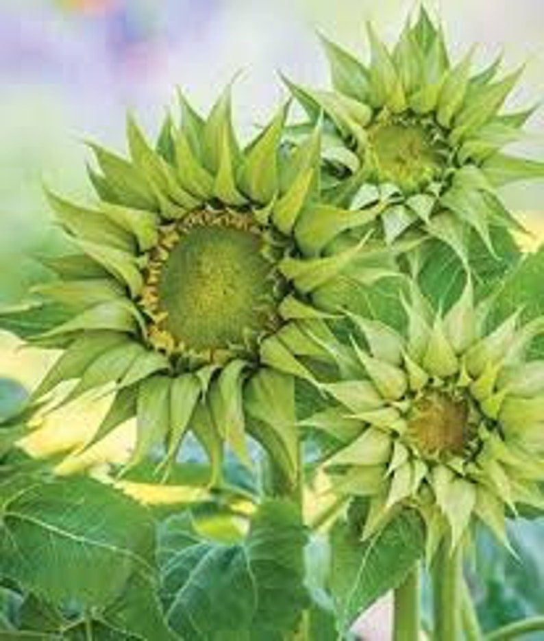 Green Sunflower Seeds 10 per Pack USA Grown and Shipped Etsy
