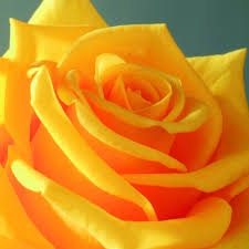 Yellow  rose 10 seeds per pack