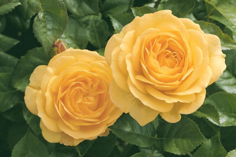 Julia Child rosa floribunda rose seeds 10 per pack USA grown and ship…