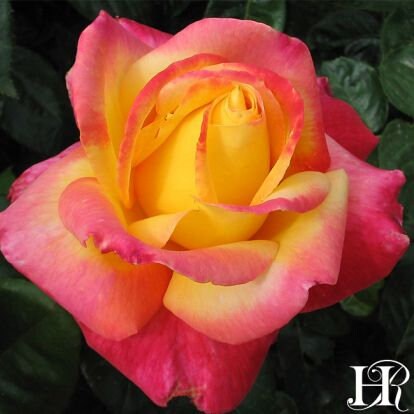 Love and Peace rose seeds 10 per pack