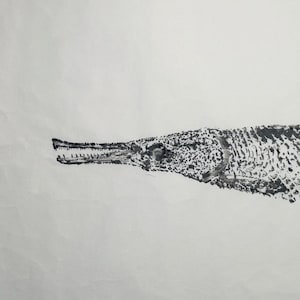 Original Gyotaku Fish Print - GAR - Unmounted