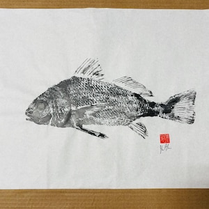 Original Gyotaku Fish Print - Black Drum - Unmounted