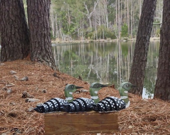 Common Loon, Black, White and Green Loon