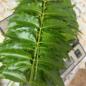 Fresh Organic  Neem  Leaves with Stem Natural