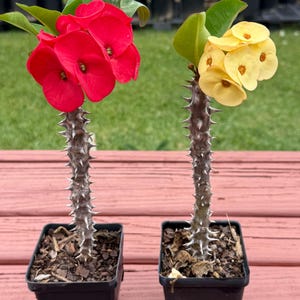 frida kahlo planter Frida Kahlo Ceramic Pots | Vibrant 10cm Mexican Style Planter main image 1