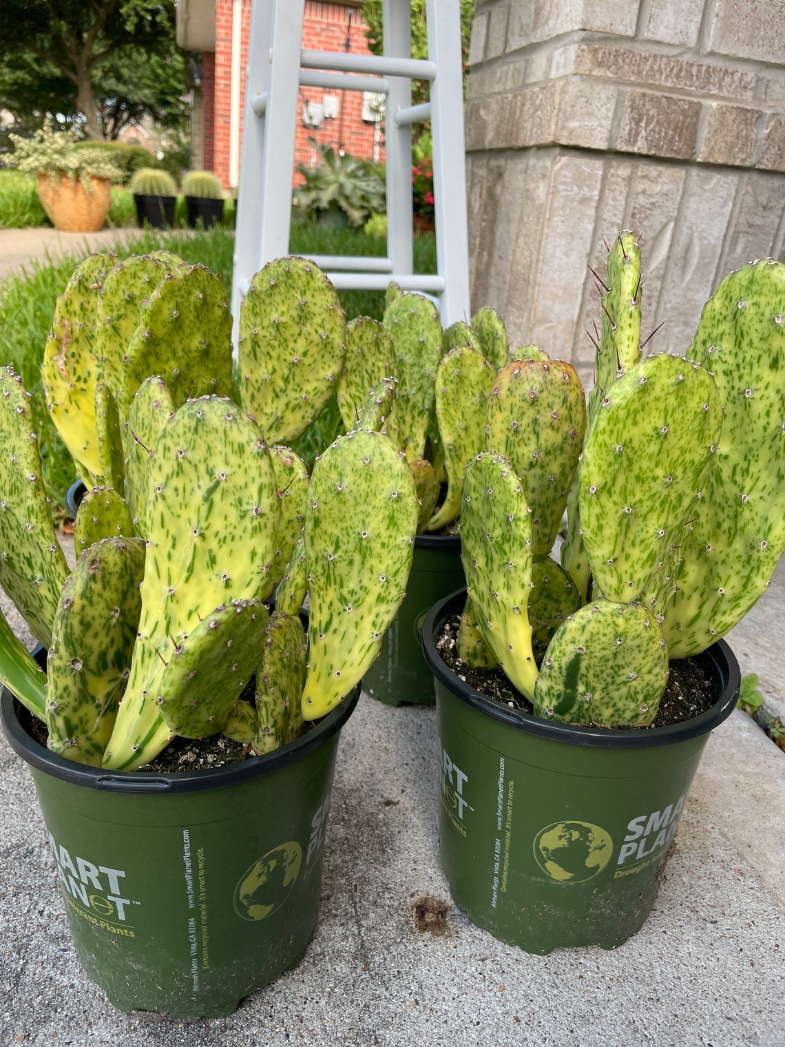 Opuntia Sunburst Variegated Cactus / RARE/ 1 Galon Pot Etsy