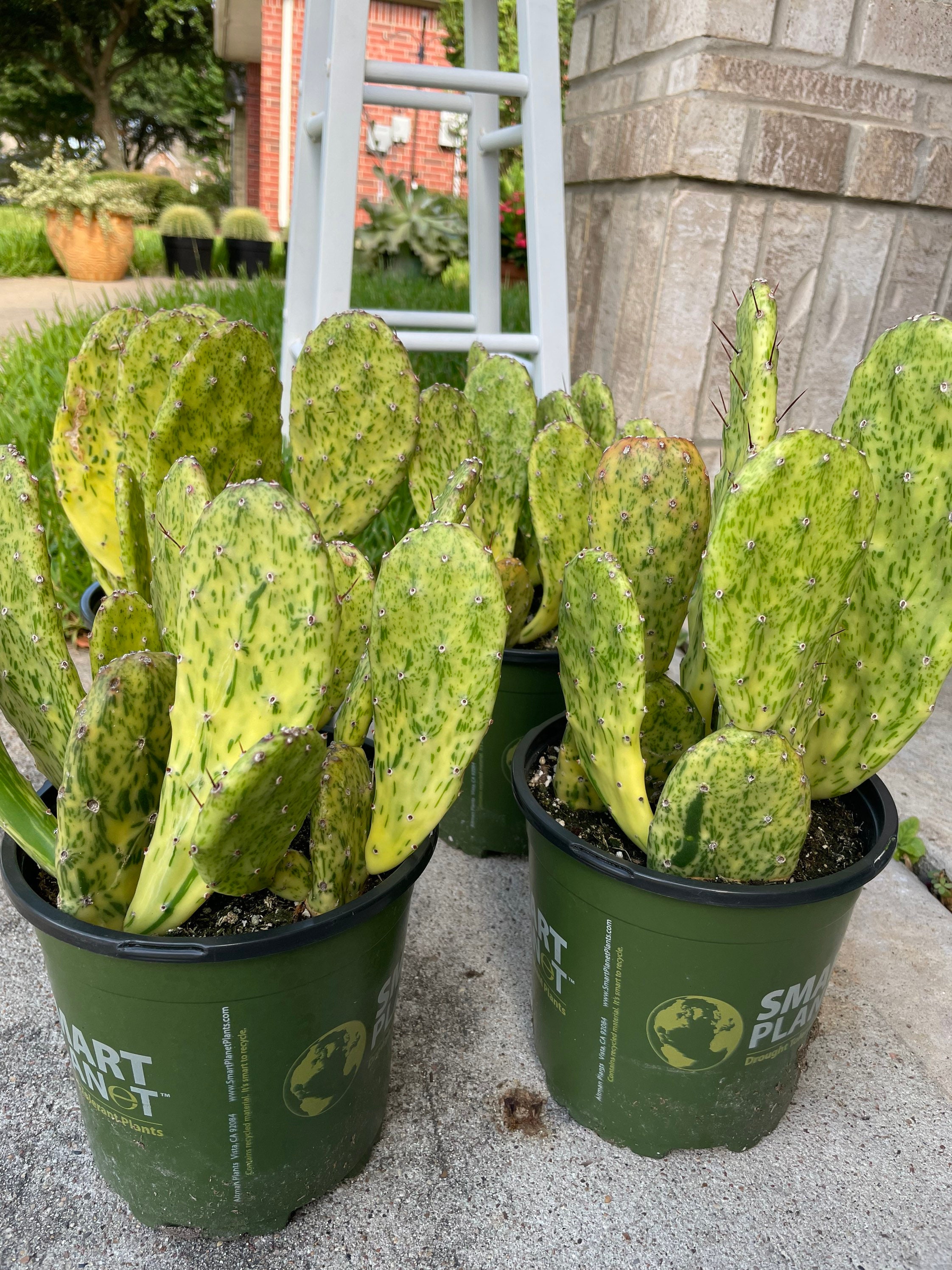 Opuntia Sunburst Variegated Cactus / RARE/ 1 Galon Pot Etsy