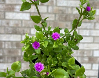 Rare Purple color ice plants / Aptenia / Ice plants / Baby Sun rose / 4” pot
