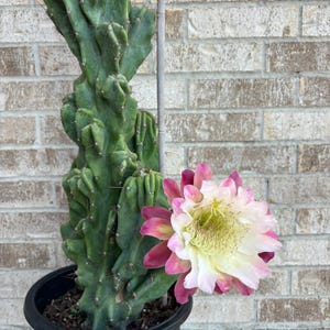 May include: A tall, green cactus with a large, multi-petaled flower in shades of pink, white, and yellow. The cactus is in a black pot, set against a brick wall. The flower is in full bloom.