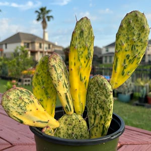May include: A variegated prickly pear cactus with flat, paddle-shaped stems featuring a vibrant pattern of bright yellow and deep green mottled spots. The plant is potted in a dark green plastic container with small, sharp spines on the pads.