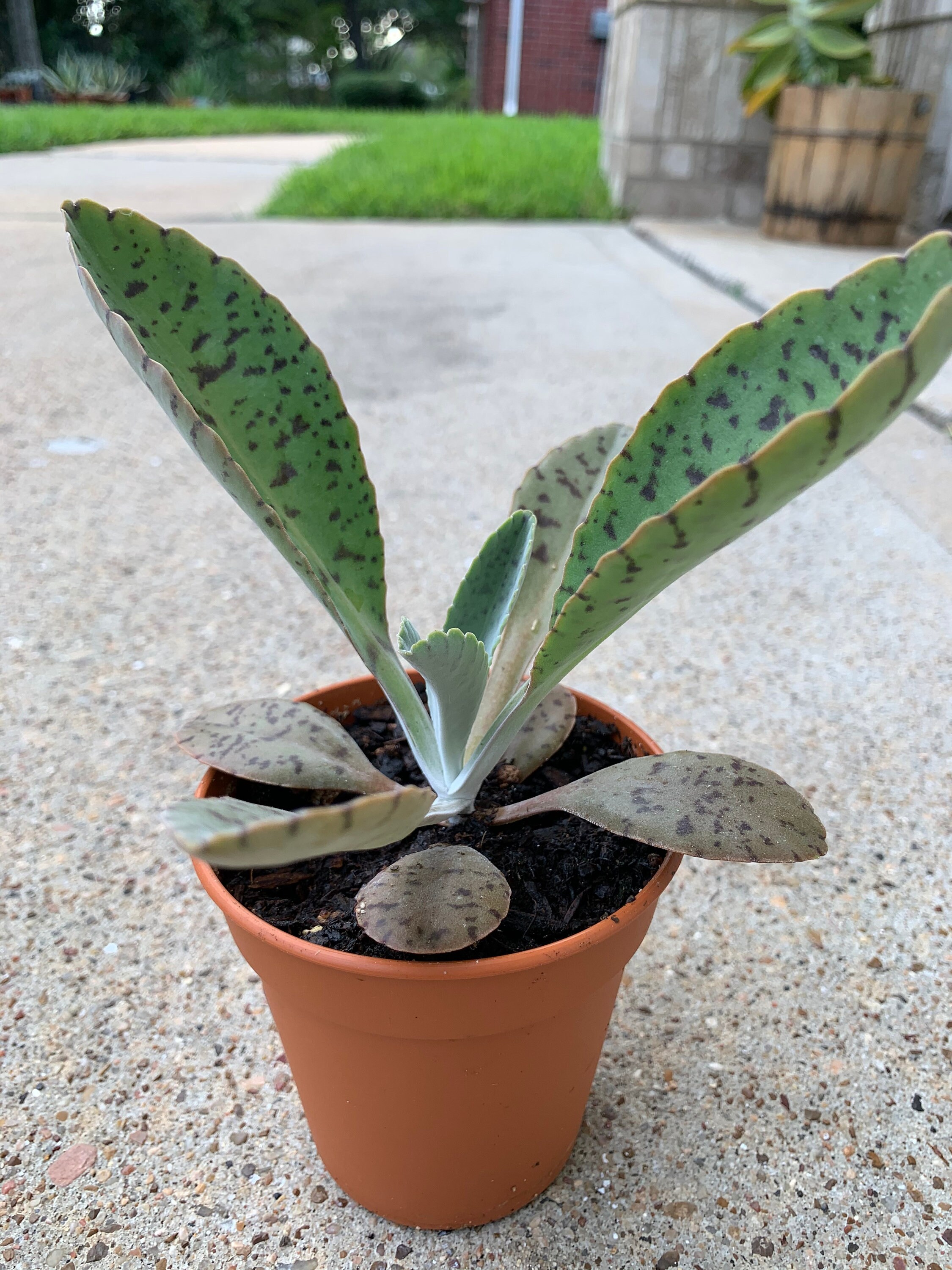 Donkey ears plant /Kalanchoe (Gastonis-bonnier)/ rare succulent