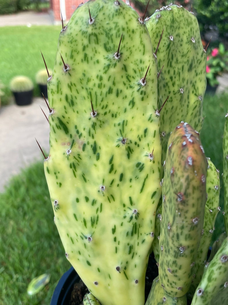 Opuntia Sunburst Variegated Cactus / RARE/ 1 Galon Pot Etsy