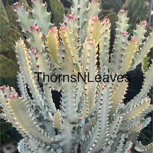 May include: A close-up of a Euphorbia plant with a unique, textured appearance. The plant features light green and cream-colored stems with pink tips and small thorns. The text "ThornsNLeaves" is visible at the bottom.