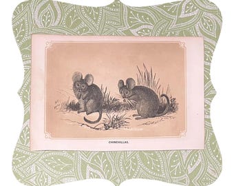 1851 Chinchillas - Antique Original Book Page Litho from The Natural History of the Sacred Scriptures