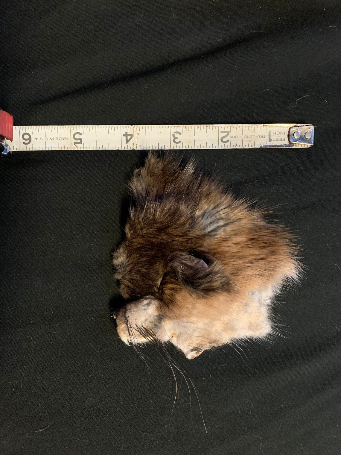 G Grade Muskrat Face Pelt Etsy