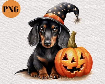 May include: A black and tan dachshund wearing a witch's hat with black polka dots and an orange band sits next to a jack-o'-lantern pumpkin with a carved smiling face.