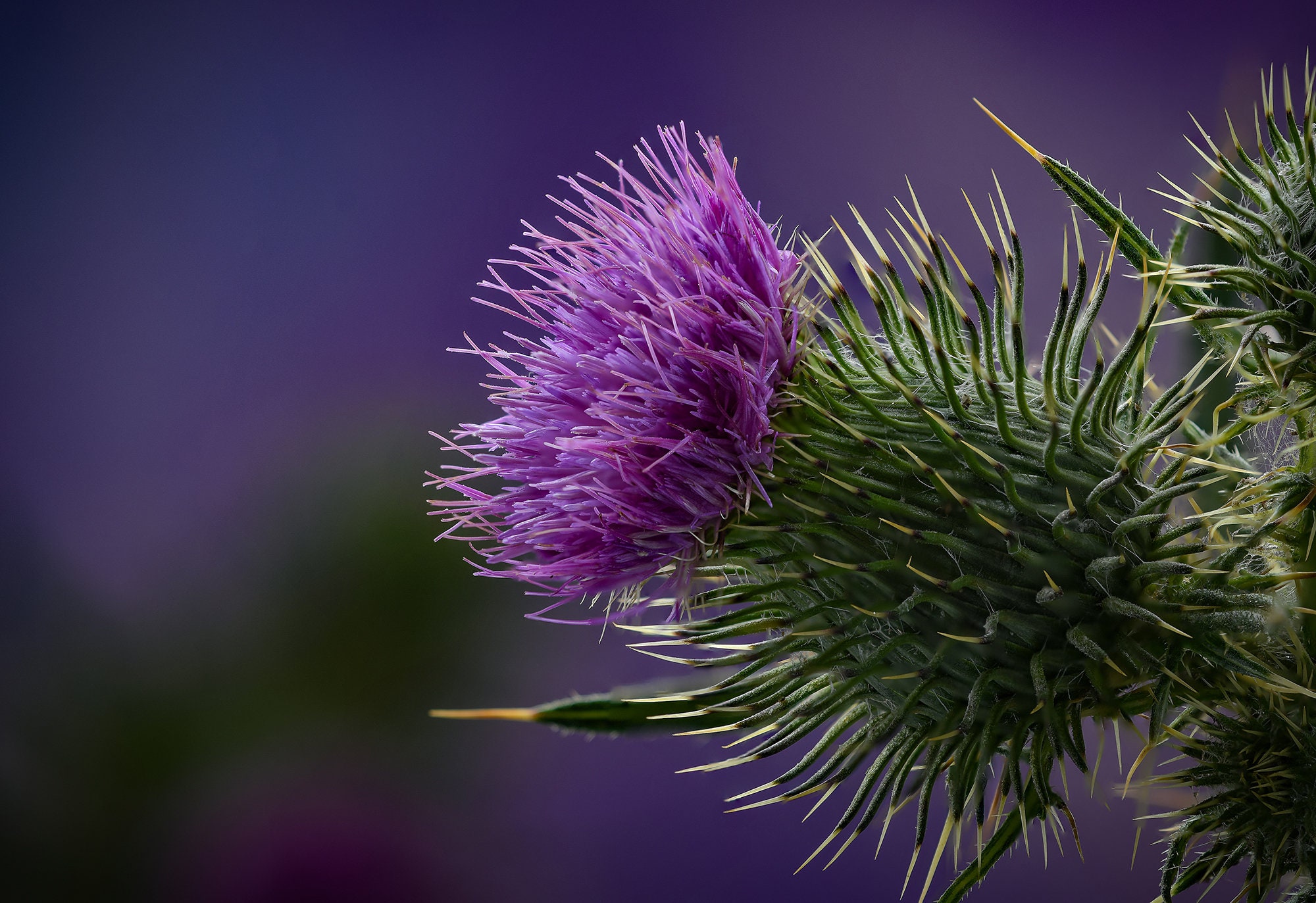 Purpleflowered Thistle National Flower of Scotland Scottish Etsy UK