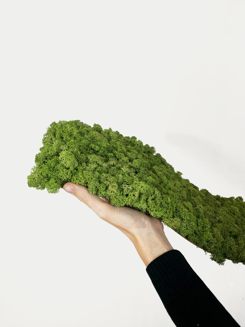 Moss Ceiling Tiles Custom Panels Wall Moss Art Green Natural Etsy