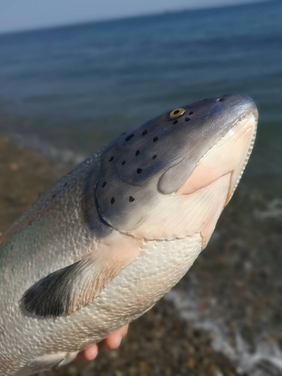Fake Fish/fake Salmon Fish Display/fresh Salmon/fake Food Etsy