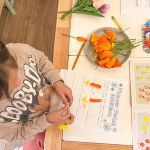 May include: A child is learning about flower petal addition. The worksheet instructs the child to collect flower petals and use them to create math equations. The child is holding a yellow flower petal and there are orange flower petals on the worksheet.