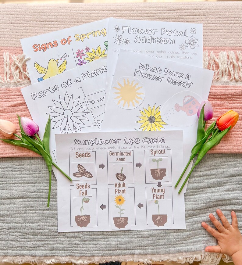 May include: A set of printable educational worksheets for kids about the signs of spring, parts of a plant, flower petal addition, what a flower needs, and the sunflower life cycle. The worksheets feature colorful illustrations and simple instructions.