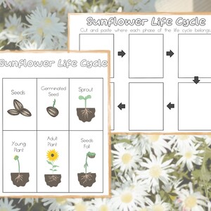 May include: A printable sunflower life cycle activity for kids. The worksheet includes images of seeds, a germinated seed, a sprout, a young plant, an adult plant, and seeds falling from the plant. Cut and paste the images to the correct stage of the life cycle.