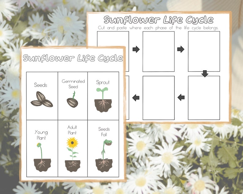 May include: A printable sunflower life cycle activity for kids. The worksheet includes images of seeds, a germinated seed, a sprout, a young plant, an adult plant, and seeds falling from the plant. Cut and paste the images to the correct stage of the life cycle.