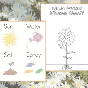 May include: A printable worksheet with the question "What Does A Flower Need?" and a black and white illustration of a sunflower. The worksheet also includes a section with four images and words: "Sun", "Water", "Soil", and "Candy".
